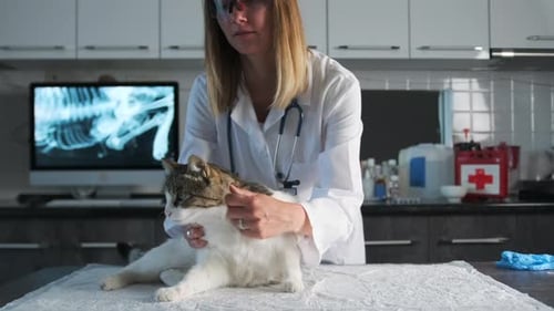 Veterinary nurse feels tissues and internal organs of cat to diagnose health condition pet