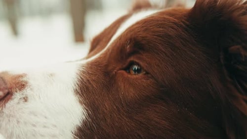 Closeup of Border Collie Among the Snow in the Park Dog Pet Sitting on the Snow Portrait of a The
