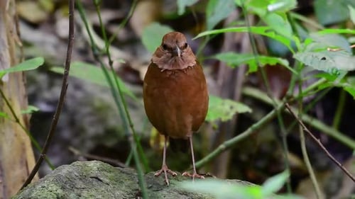 The Rusty-naped Pitta is a confiding bird found in high elevation mountain forests habitats, there a