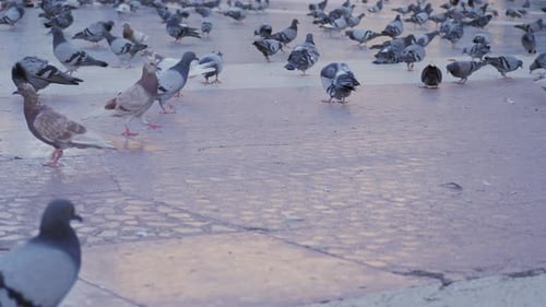 Caminhando pelas ruas de Barcelona, Espanha, alimentando pombos nas praças do Catalonia Plaza
