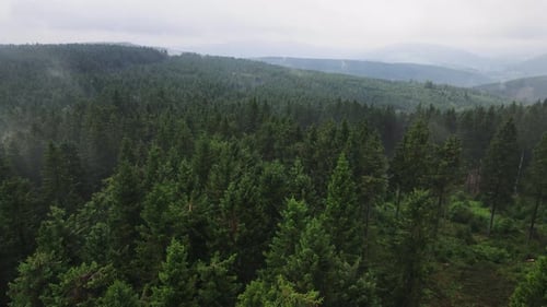 Luftaufnahme von oben von der Drohne auf Kiefernwaldbedeckung im Nebel, Naturhintergrund