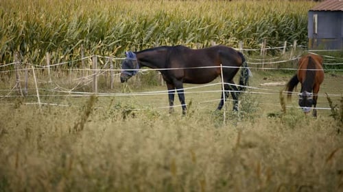 Braunes Pferd, das ruhig auf einer Wiese mit Zaun und Wald in natürlicher Landschaft steht