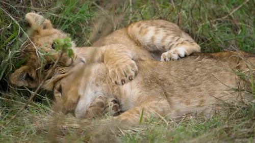 Cute lion cubs play fighting on grass, close-up static shot