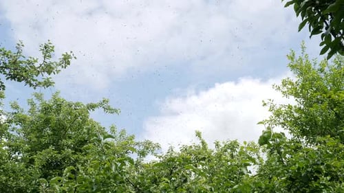 Insects Swarming Above Green Trees in Daylight