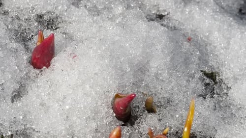 Timelapse of Snow Melting in Spring