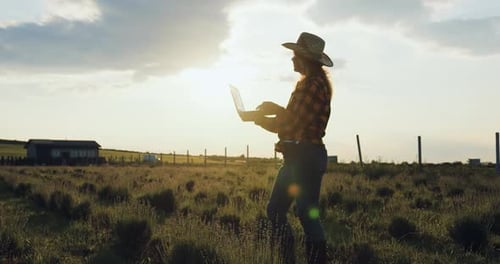 Silhouette of woman agronomist at sunset in field checks ripeness of lavender crop Farmer use tablet
