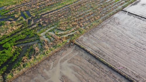 Aerial view of agricultural fields in early spring. Agricultural landscape