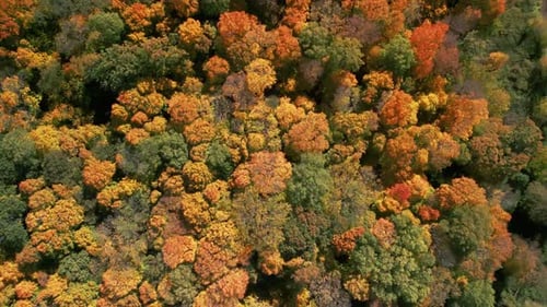 Colourful Drone View of Forest at Autumn Time Over Colorful Fall Trees Aerial Top Down Shot