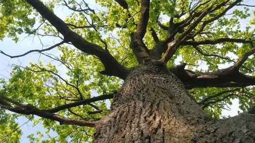 From a Low Angle Perspective the Majestic Hundredyearold Oak Tree is Revealed