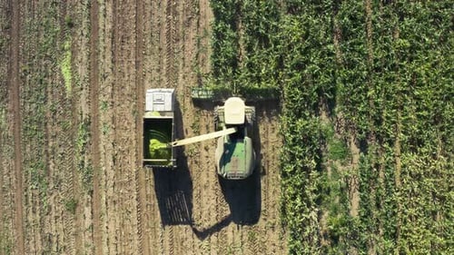 Tractor Harvesting Corn in a Rural Field