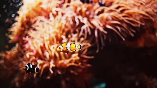 Close up of ocellaris clownfish swimming near coral reefs