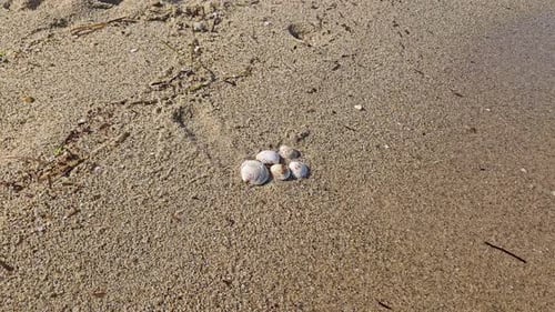 Seashells on sandy beach with textured shoreline and scattered natural debris