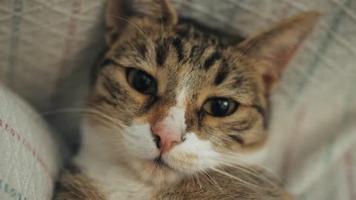 Close Up Muzzle of Cat