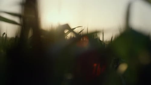 Close Up Green Wheat Leaves Grow Agricultural Field on Sunset Sky Background