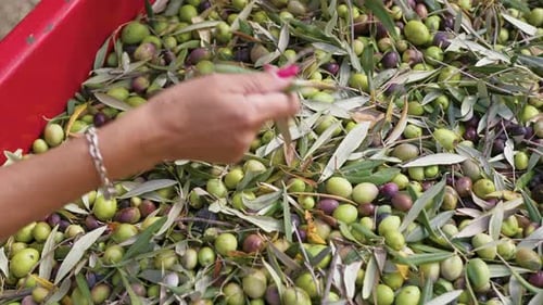 Olive Harvest for Oil in Calabria