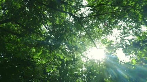 Green Tree Bottom View. Green Trees with Leaves and Sunlight. Sun Shining