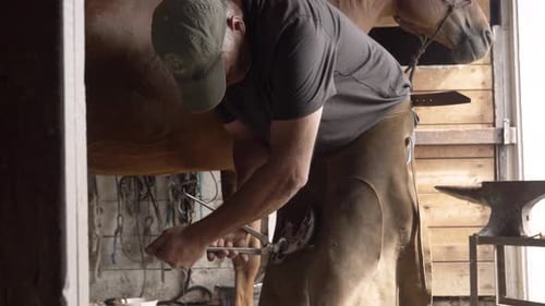 Älteres männliches Hufschmiedpferd mit Hufeisen im Stall, Erwachsene