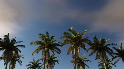 Moving Along a Palm Forest with the Sky As a Backdrop 3d Animation Seamless Loop
