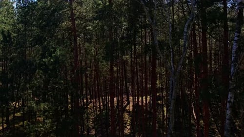 Fly Drone Along the Road Path Moving Through an Old Dense Forest with Tall Trees and Green Foliage