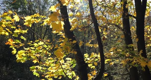 Feuilles d'automne jaunes sur les branches des arbres.