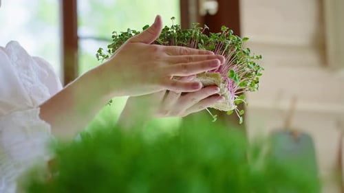 Cuidando las microverduras en la cocina