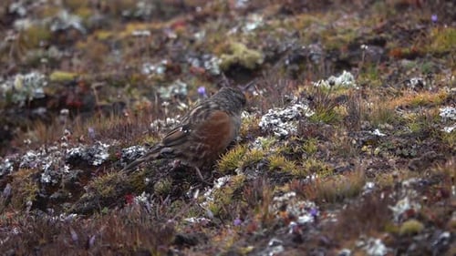 oiseau à accent alpin (Prunella collaris) à la recherche de nourriture, sol herbeux