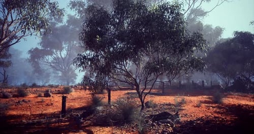 Red Earth and Bushland in Morning Mist of Serene Australia