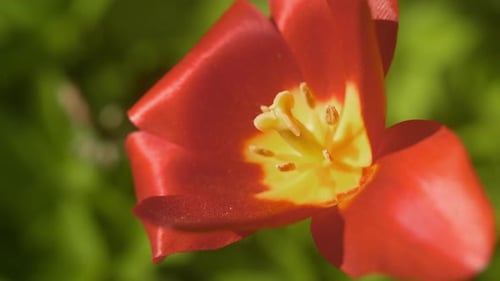 Close-up of a Vibrant Red and Yellow Tulip