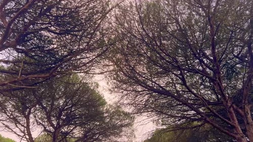 Evergreen Trees Swaying with Pink Sky in Background