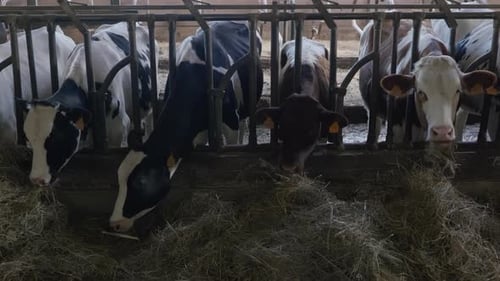 Cows Eat Hay in a Barn