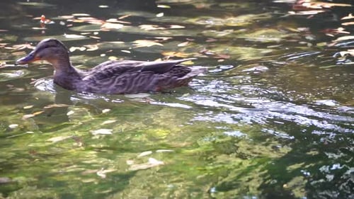 Enten im Teich