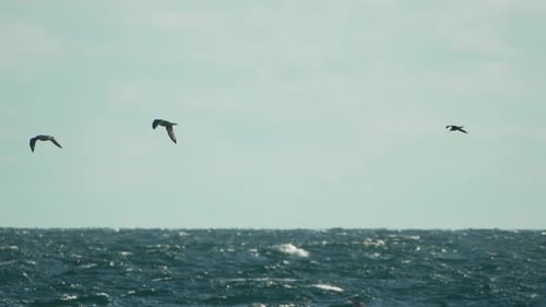 Seagulls Ocean Flying Birds Soar Over Rough Sea Waves Under Vast Sky