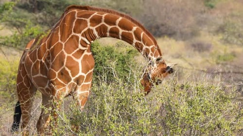 Giraffe beim Füttern im Samburu-Nationalreservat, 2025 gefangen genommen.