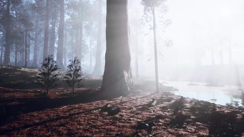 Misty Morning in an Alaskan Forest with Sunlight Filtering Through Trees