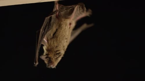 Tierdokumentarfilm Große braune Fledermaus, die kopfüber auf schwarzem Hintergrund baumelt