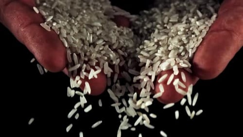 Rice Grains Falling from Pair of Open Hands