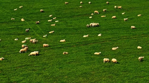 Peaceful Flock of Sheep Grazing on Expansive Green Pasture