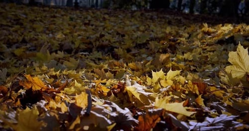 Close Up Leaves. Slow Motion. Serene Autumn Landscape with Autumnal Leaves Falling From Colorful