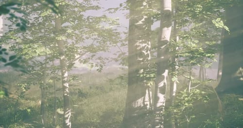 Sunlight Filters Through a Tranquil Forest Revealing Natures Serene Beauty