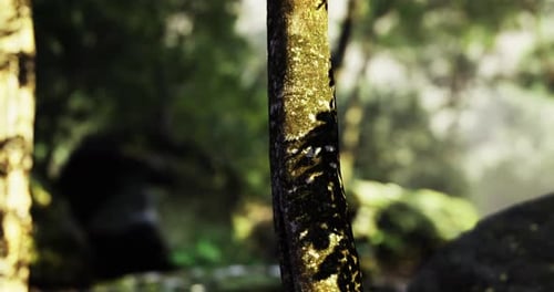 Exploration of a Tranquil Forest with Sunlight Filtering Through Trees