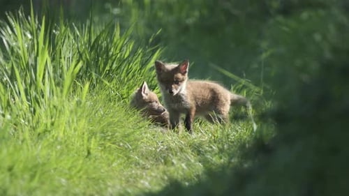 Fox Family