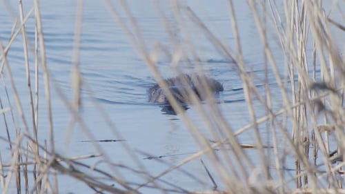 Wilder Biber schwimmt im See und spritzt