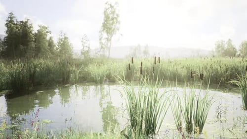 Peaceful Pond with Plants Tranquil Waters and Delicate Wildflowers