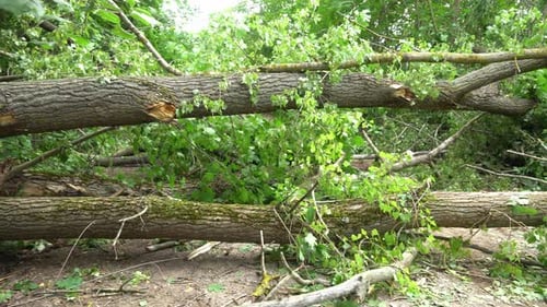 Fallen tree after hurricane on forest path. Lightning struck a tree trunk and broke it during