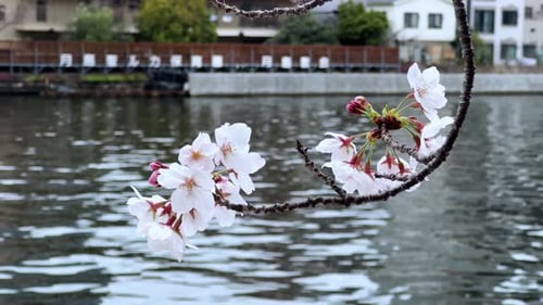 Sakura-Baumblumen Kirschblüte mit Flusswasserhintergrund, japanische Uferlandschaft, Natur, i