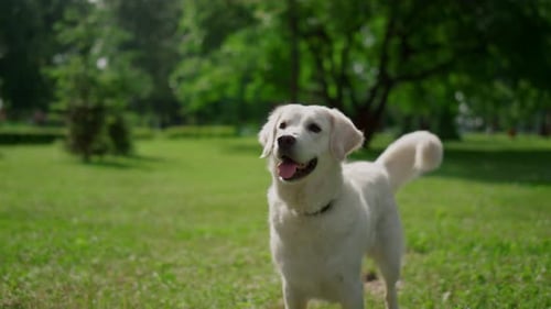 Happy White Labrador Standing on Green Grass Sunny Day Close Up. Joyful Smiling Dog Wag Tail on S...