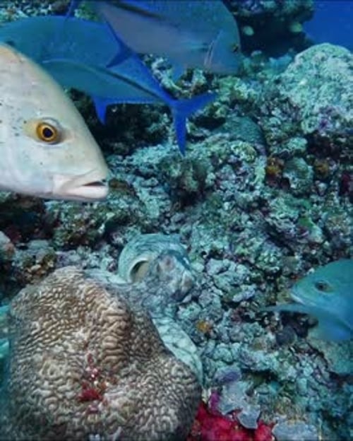 Poulpe camouflé sur un récif corallien sous-marin