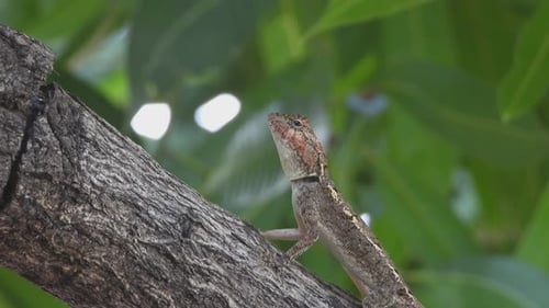 Lizard Perched on Tree Branch