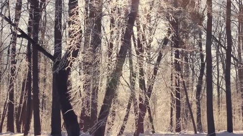 Sunlight in Winter Forest. Sun Shine Through Tree Branches Covered with Snow