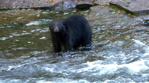 Huge bear in river trying to catch spawning salmon